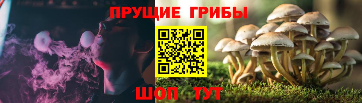 Галлюциногенные грибы Psilocybine cubensis Ачхой-Мартан